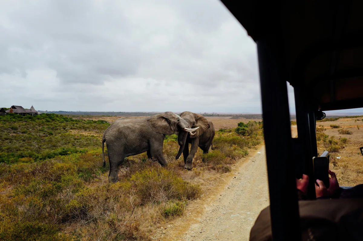 Elephants beside a safari track