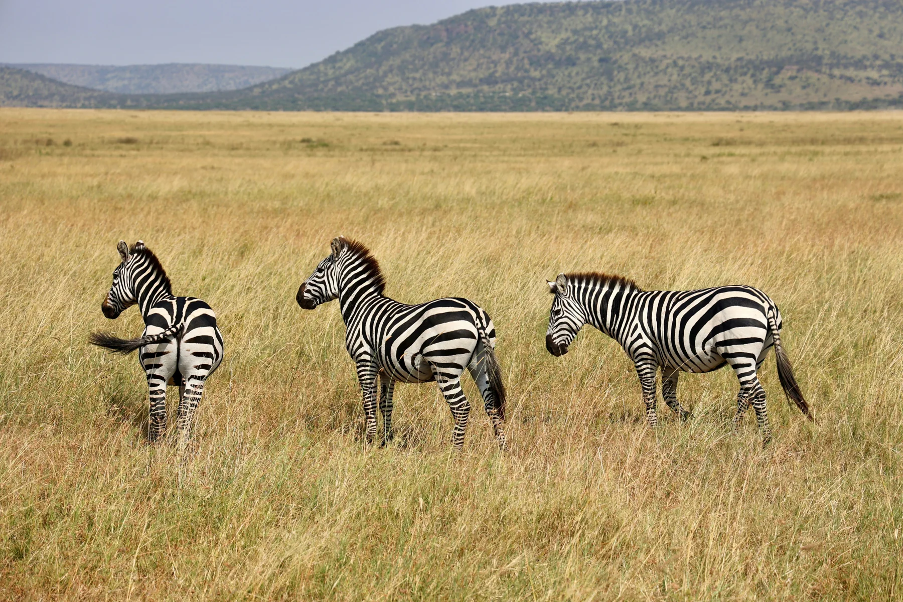 Zebras in Serengeti National Park, Tanzania
